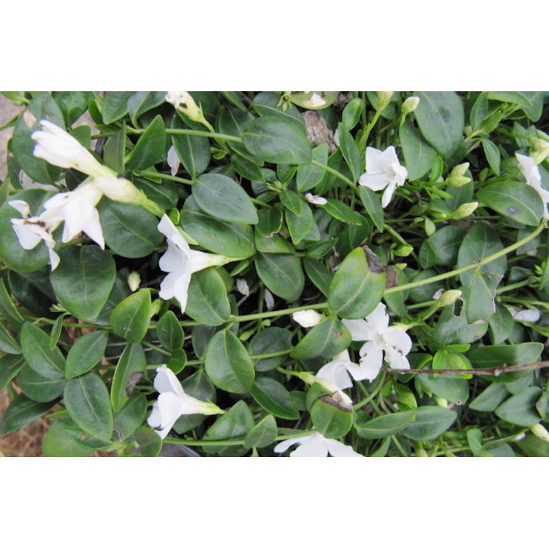 Vinca minor f. alba ‘Gertrude Jekyll’