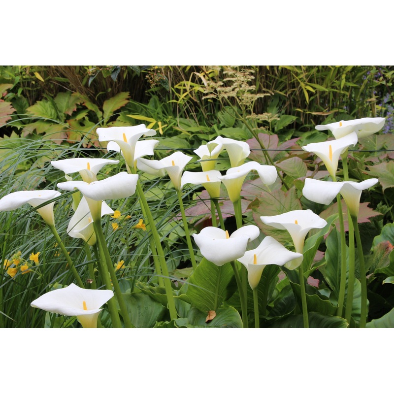 Zantedeschia aethiopica|Approx. 0.5 litre pot