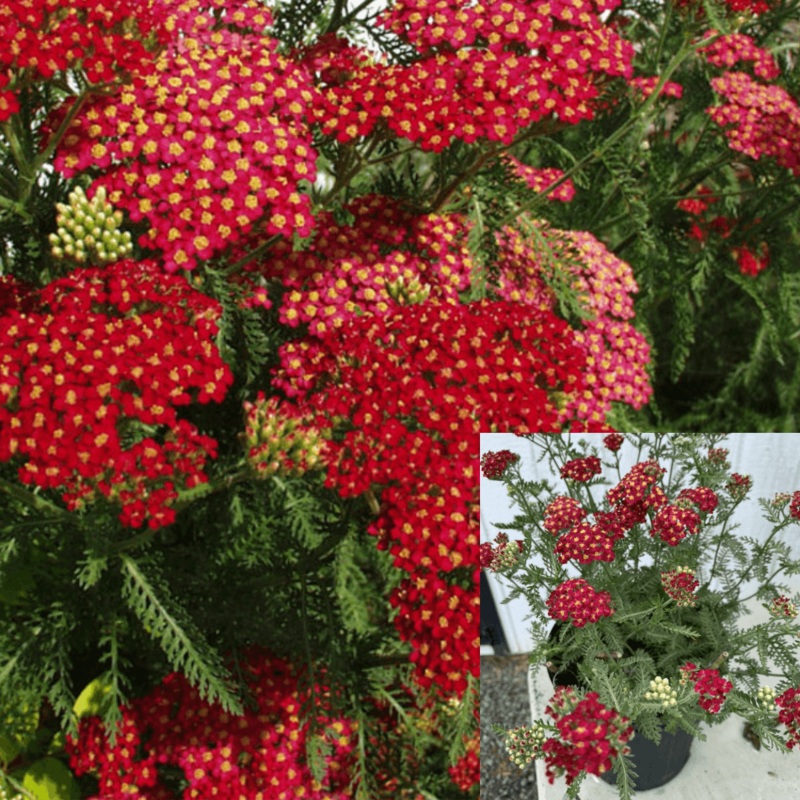 Achillea Paprika 1 Gallon Red Millefolium Plant Yarrow Live Plant Outdo