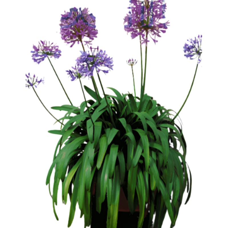 Agapanthus Africanus Peter Pan 5 Gallon Dwarf Lily Plant Blue L