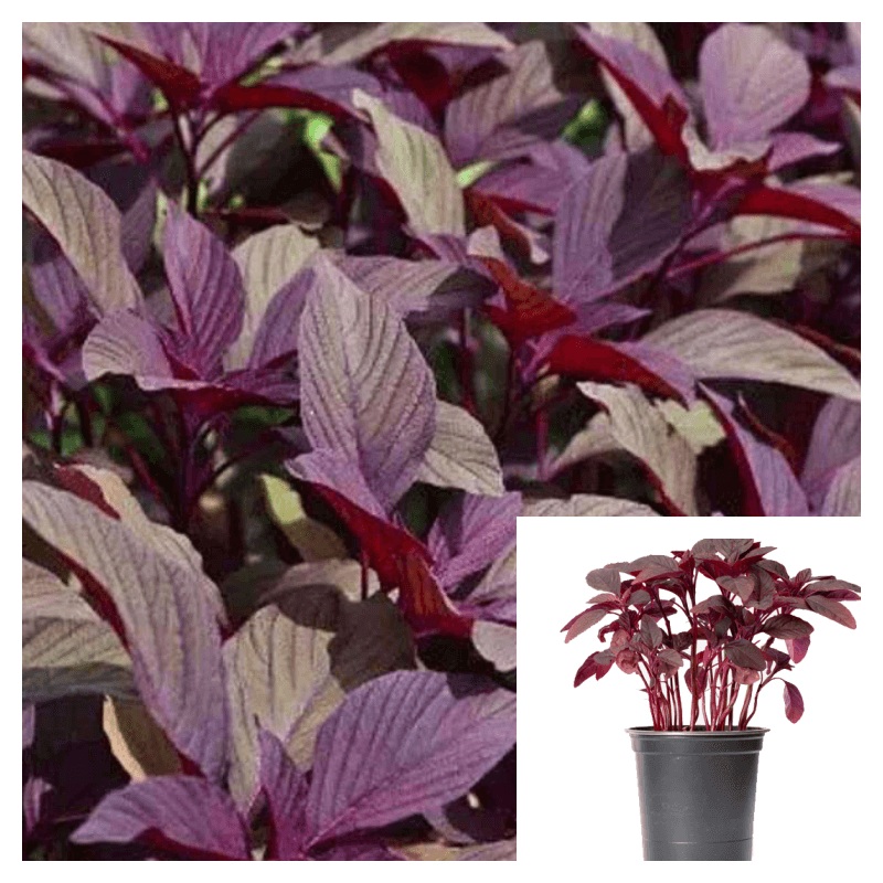Amaranth Red Plant 1 Gallon Ht7 Amaranthus Cruentus Vegges Live Plant Ready In 2 Months