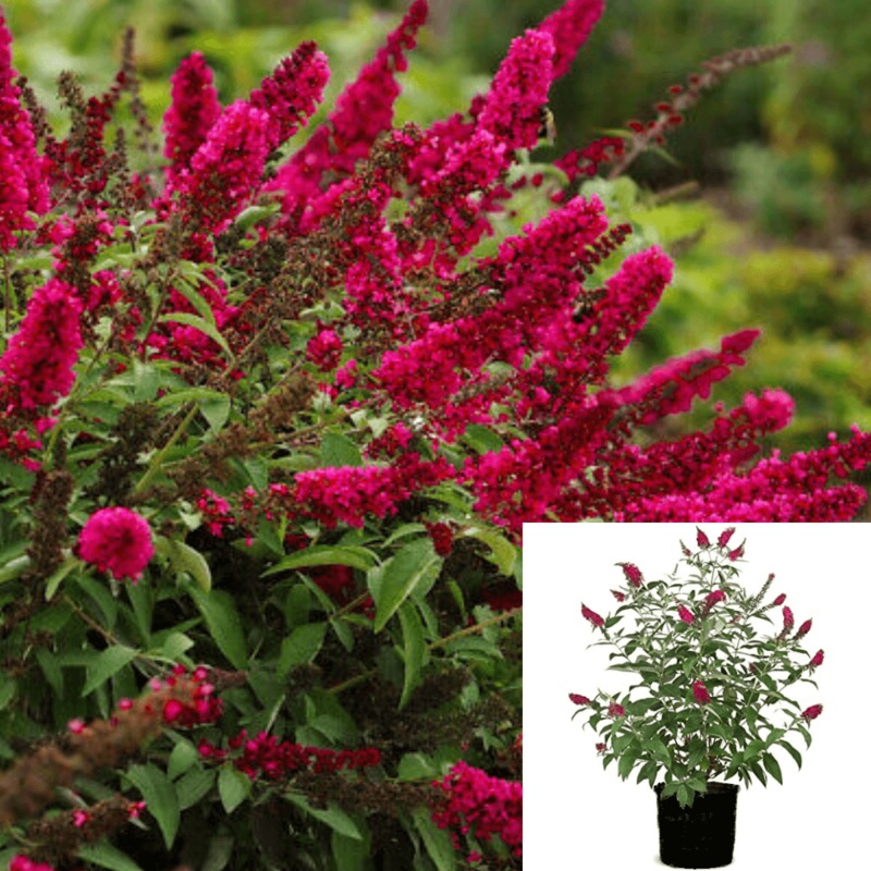 Buddleia Davidii Royal Red 5 Gallon Red Plant Butterfly Bushdark Red Plant Buddleia Davidii Royal Red Shrub Ht7