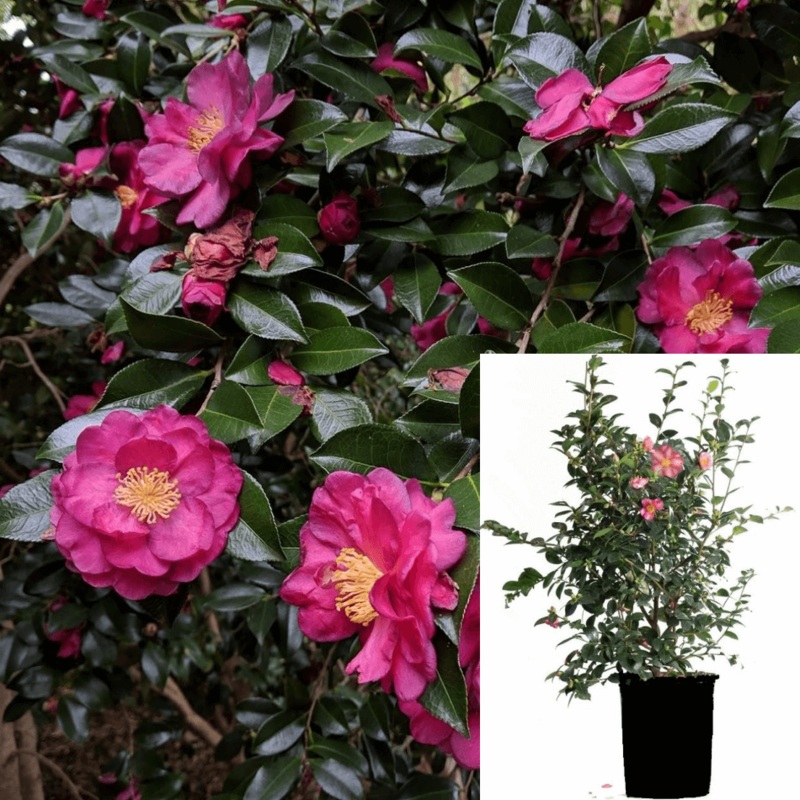 Camellia Sasanqua Kanjiro Plant Pink Japonica Japanese 5 Gallon Live Plant Pl