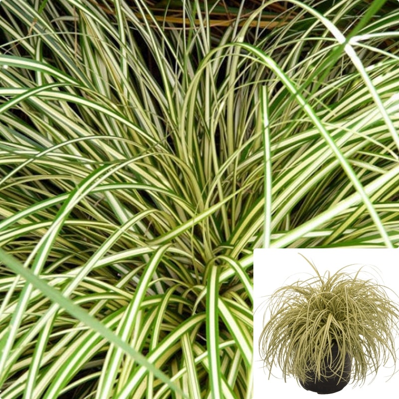 Carex Hac Evergold 1 Gallon Hachijoensis Plant Striped Weeping Sedge Grass Outdoor Live Plant
