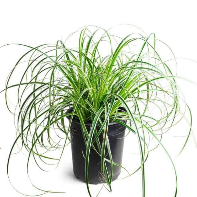 Carex Oshimensis Ribbon Falls 1 Gallon Pot Carex Ribbon Falls Japanese Sedge Plant Grass Outdoor Live Plant Ht7