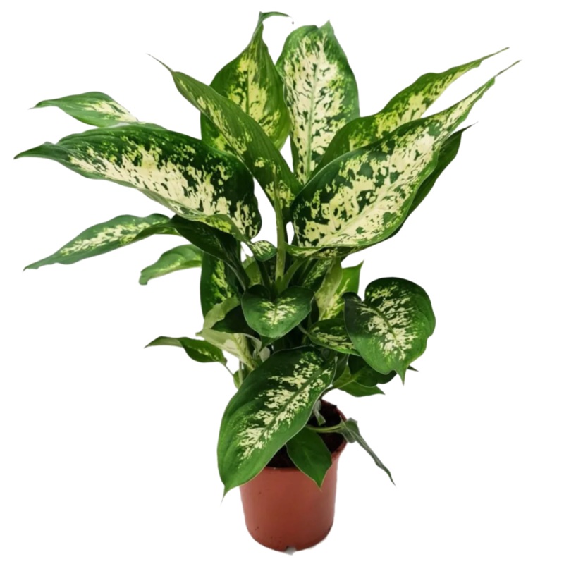 Dieffenbachia Compacta Plant 5 Gallon Dumb Cane Plant Indoor Live Plant Pr7 Ht7