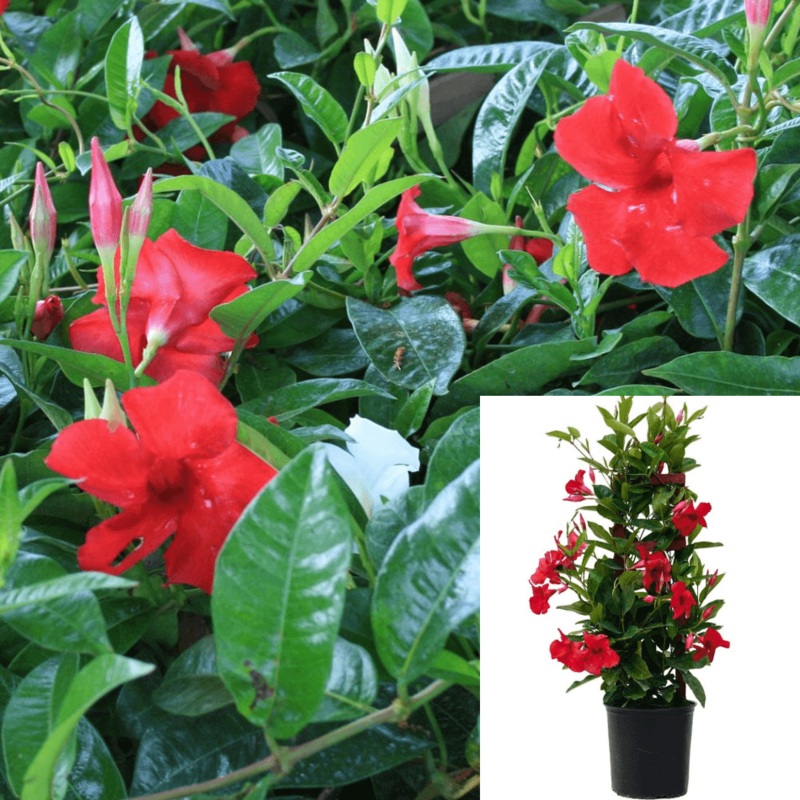 Dipladenia Red Flower Mandevilla Vine Dipladenia Vine Climing Live Plant 5 Gallon Ht7Pr7