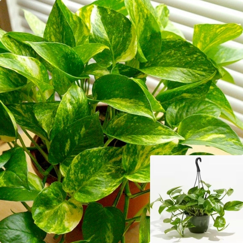 Epipremnum Pothos Yellow Stripe Pothos Golden Devil Ivy Epipremnum Pothos 1 Gallon Ht7 Pot Hanging Easy To Grow Vine Live Ht7