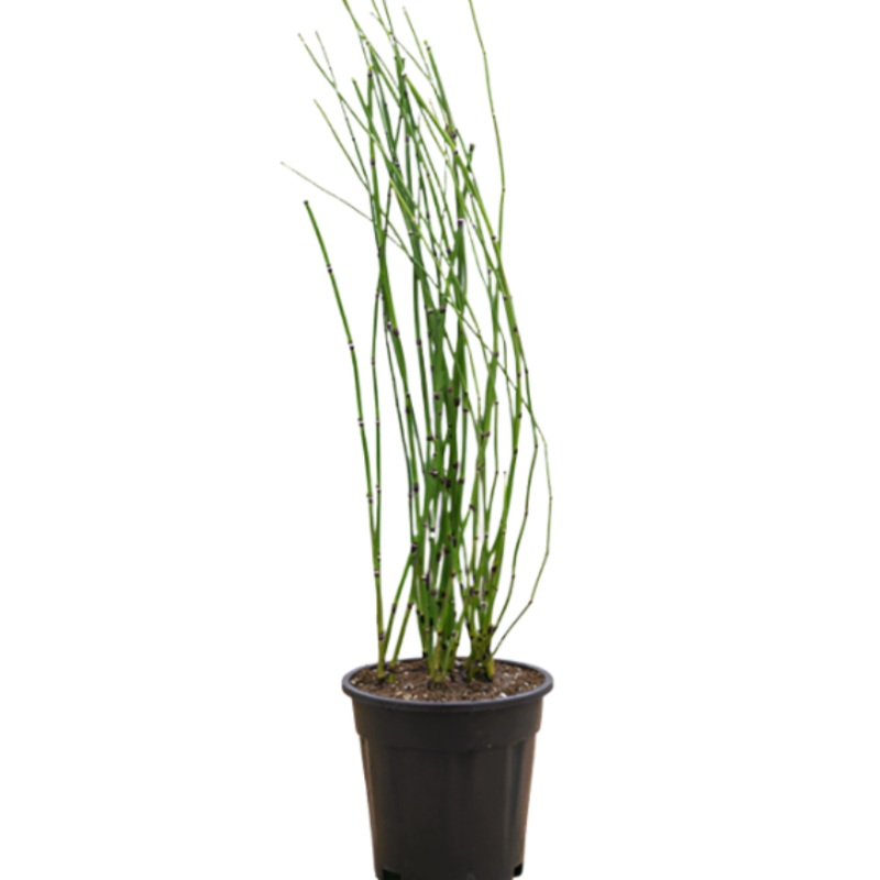 Equisetum Hyemale 5 Gallon Horsetail Horse Tail Green Morden American Modern Bamboo Privacy Hedge Live Plant Best Ght7
