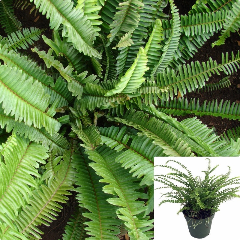 Fern Nephrolepis Cordifolia 5 Gallon Ht7 Large Fishbone Fern Plant Tuberous Southern Sword Fern Plant Narrow Sword Fern Outdoor Live Plant Ght7