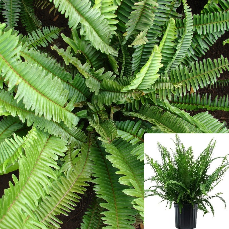 Fern Nephrolepis Cordifolia Green Bushes Southern Narrow Sword Fern Live Plant 1 Gallon Ht7 Ght7 Best