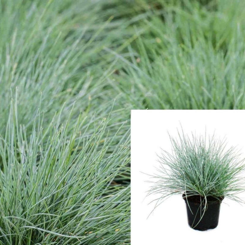 Festuca Glauca Blue Grass Fescue 1 Gallon Festuca Glauca Live Plant Ht7