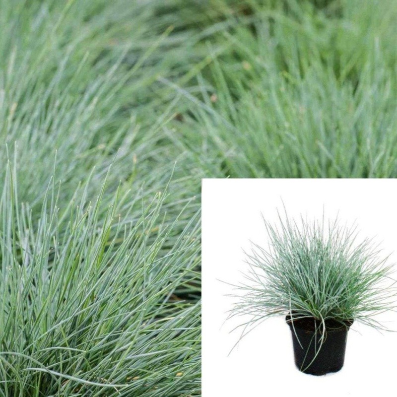 Festuca Siskiyou Plant Siskiyou Blue Idaho Fescue Plant Fescue Blue Grass 1 Gallon Oudoot Live Plant Ht7 Best