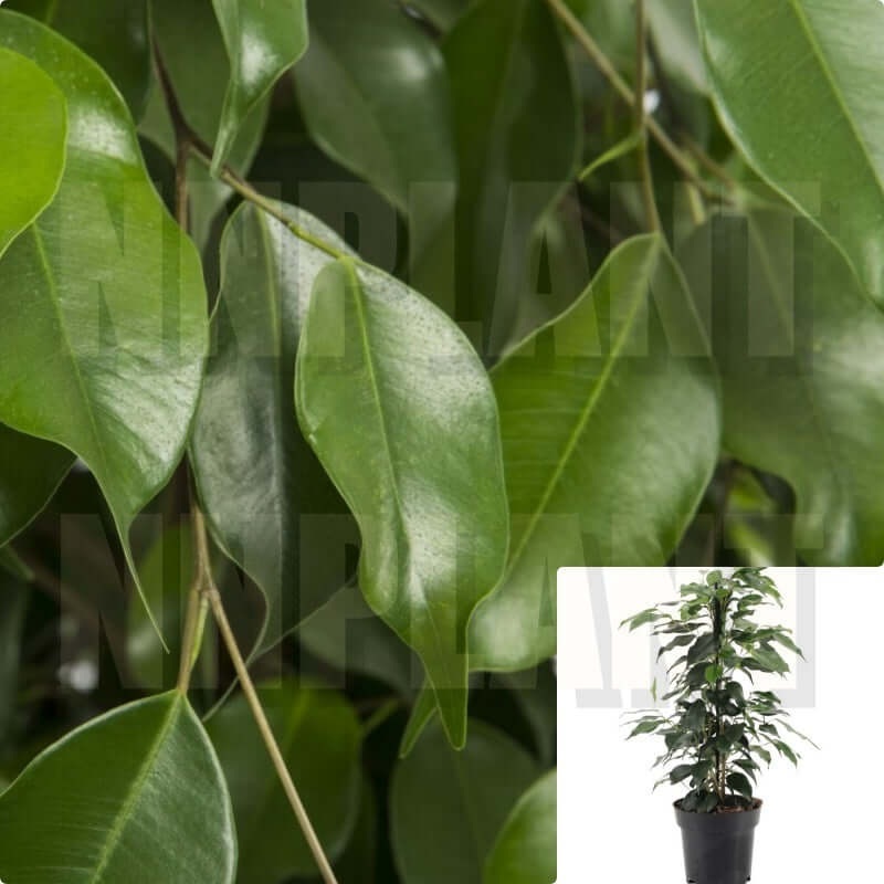 Ficus Benjamin 7 Gallon Ht7 Plant Ficus Weeping Plant Trees Braided Green Live Plant Fi7