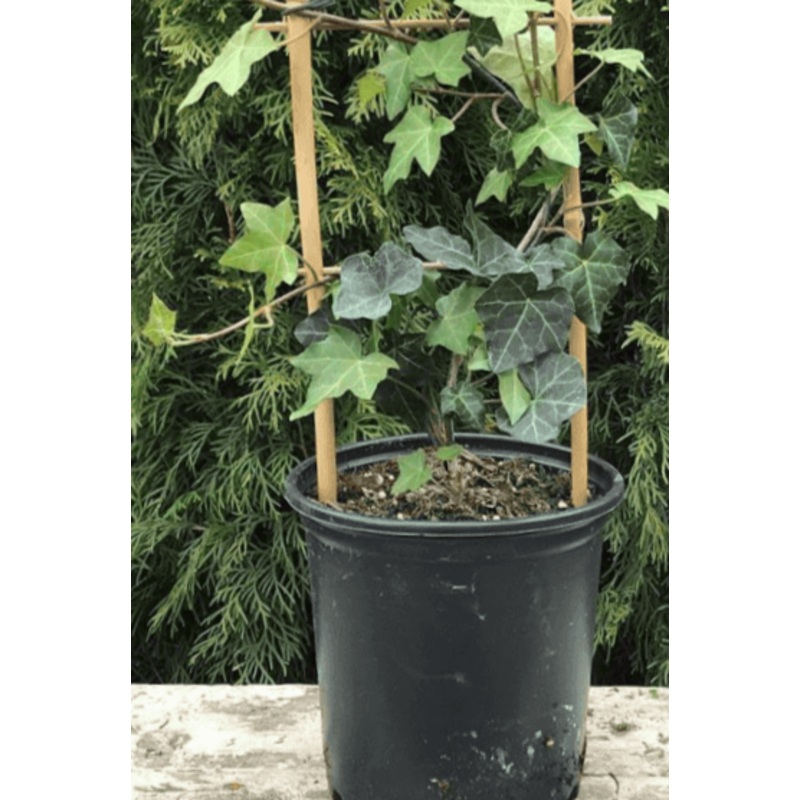 Hedera Canariensis Staked Plant Algerian Ivy 1 Gallon Groundcovering Wall Covering Ivy Live Plant Ht7