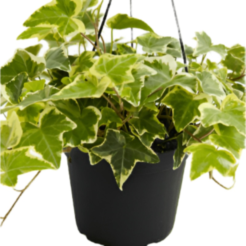 Hedera Helix Gold Child Staked 1 Gallon Variegated Yellow Edge English Ivy Vine Live Plant Mht7