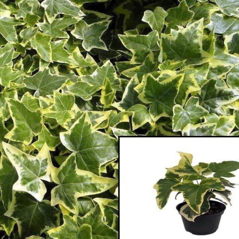 Ivy Gold Child Plant 1 Quart Pot Golden Ingot Hedera Helix Common English Live Plant Ht7