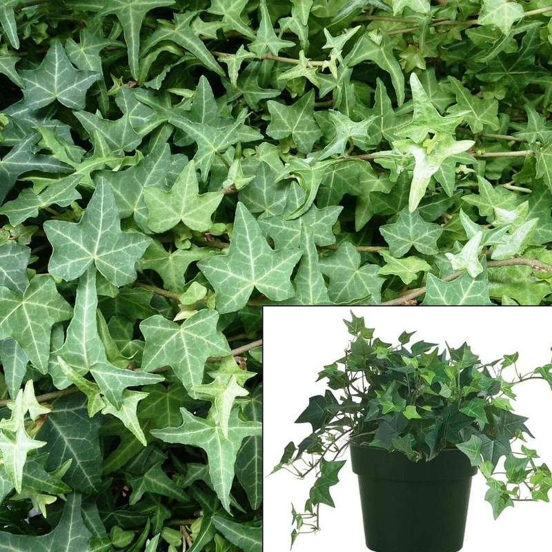 Ivy Needlepoint 1 Gallon Ht7 Pot Birds Foot Ivy Plant Hedera Helix Vine Plant Wall Covering Plant Ivy Needlepoint Live Plant Ht7