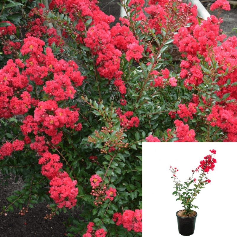 Lagerst Tuscarora 1 Gallon Plant Largest Lagerstroemia Indica Crape Myrtle Live Plant P