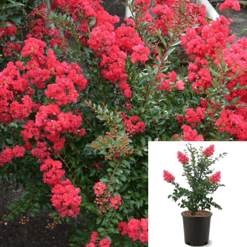 Lagerst Tuscarora Standard Tree 5 Gallon Plant Largest Lagerstroemia Indica Crape Myrtle Live Plant P