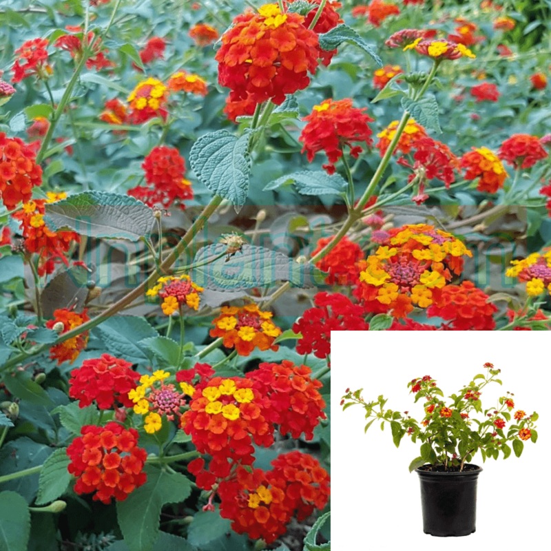 Lantana Orange Red Plant Lantana Radiation Improved Shrub 1 Gallon Live Plant Ht7
