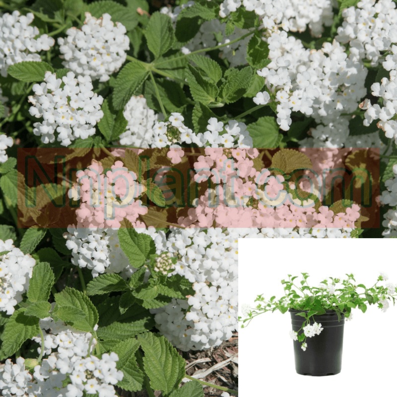 Lantana Sel Trailing White Plant Mont 1 Gallon Live
