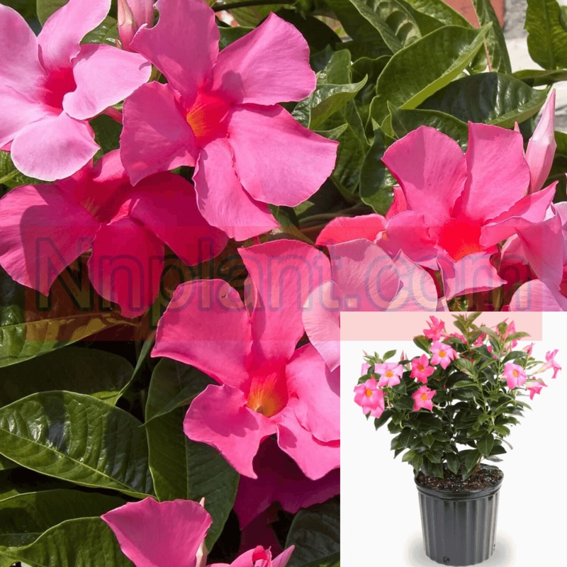 Mandevilla Red Rock Trumpet Vine Sun Patrols 3 Gallon Crimson List Themerocallis Hemm Live Plant Bell Ht7