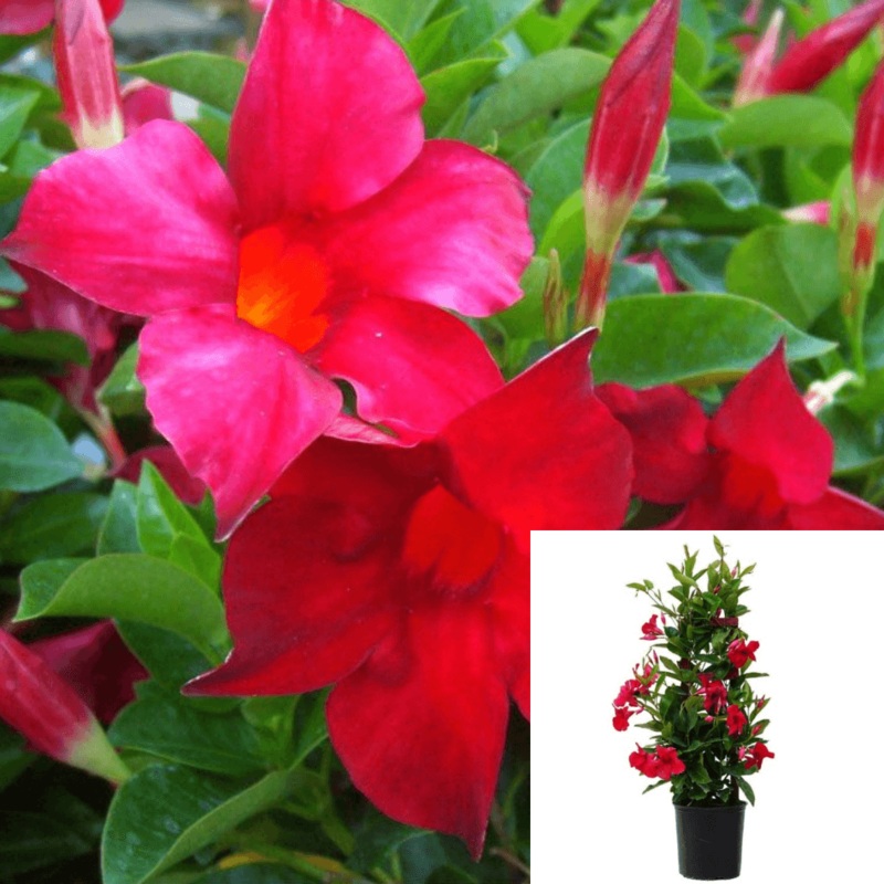 Mandevilla Red Tub Red Rocktrumpet 5 Gallon Brazilian Jasmine Red Dipladenia Red Rock Live Plantbell Flower Ht7
