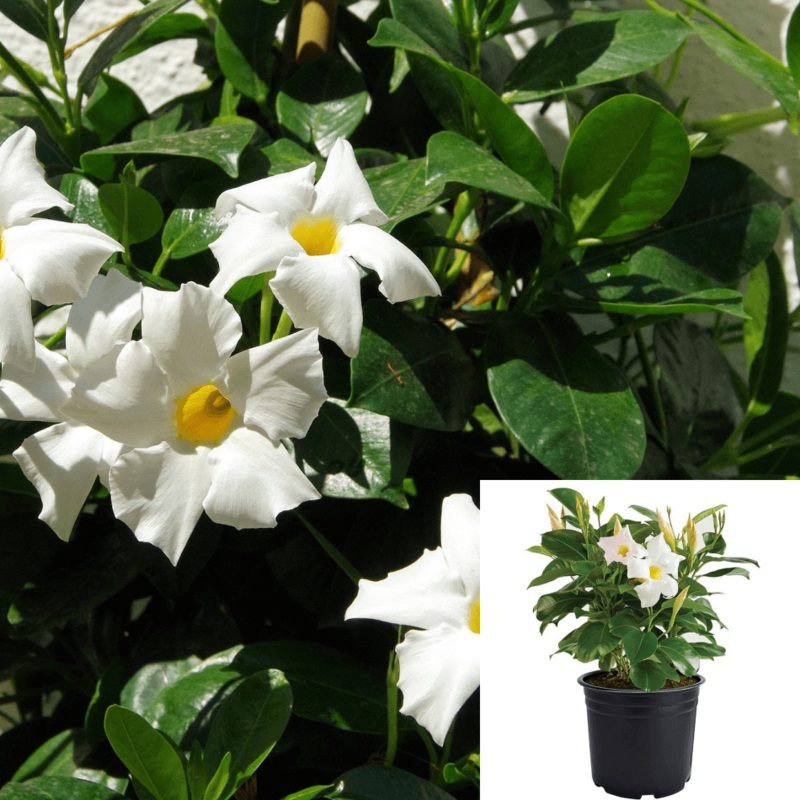 Mandevilla White 1 Gallon Dipladenia White Plant Mandevilla Boliviensis Plant 1 2Ft Tall Flower Live Plant Bell Flower Ht7