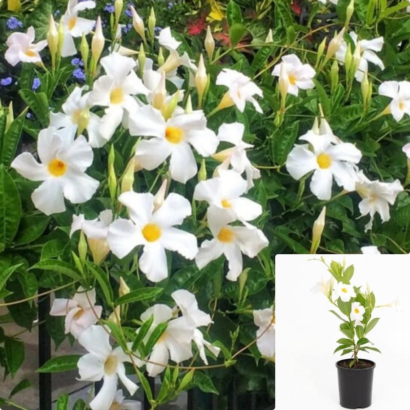 Mandevilla White 2 Gallon Plant Mandevilla Plant Allamanda Violacea Plant Flower Live Plant Ht7