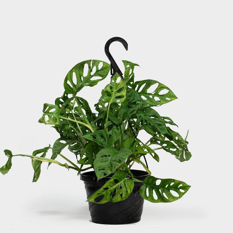 Monstera Adansonii Swiss Cheese Plant 1 Gallon Ht7 Split Leaf Mokey Mask Plant Philodendron Monstera Adansonii Vine Hanging Ht7 Best