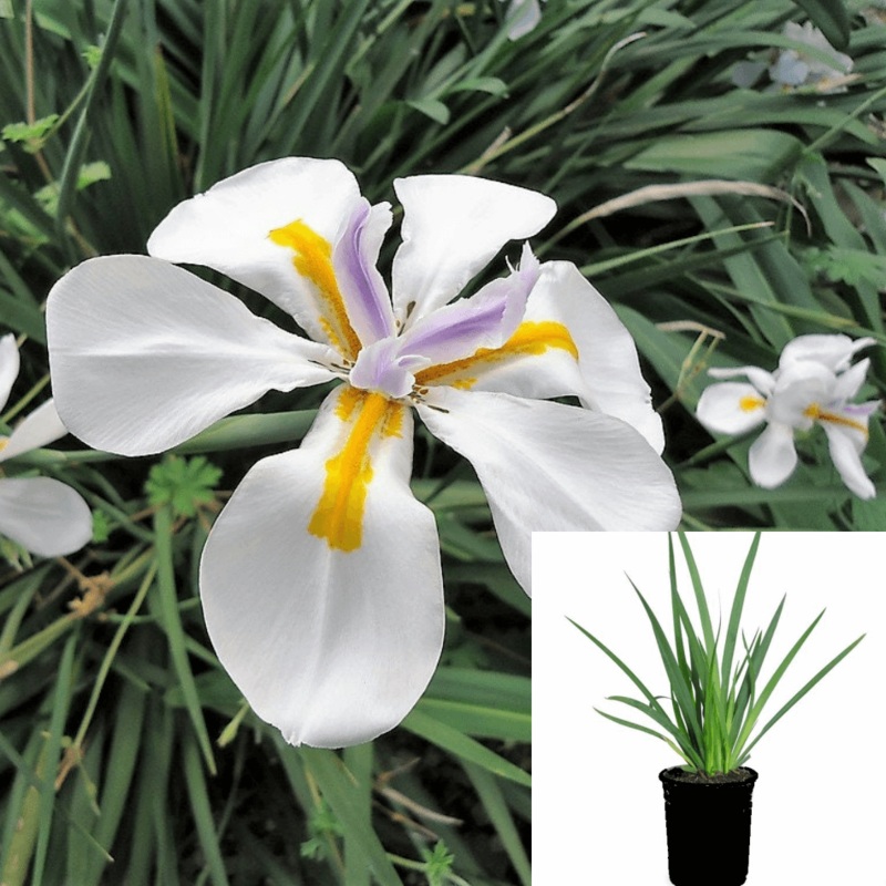 Moraea Iridioides 1 Gallon Plant African Iris Dietes Fortnight Lily Live Plant Outdoor Shr