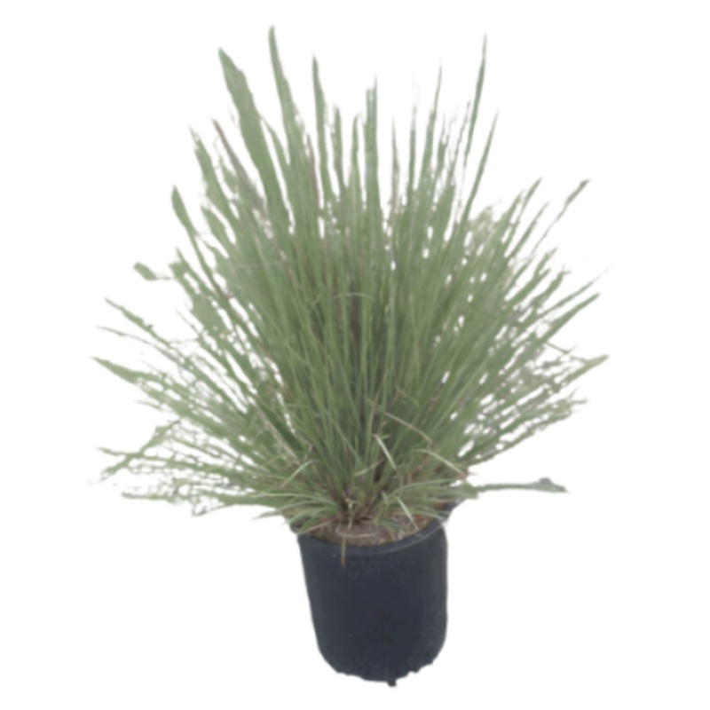 Muhlenbergia Capillaris 5 Gallon Pink Plant Irvine Plumetastic Muhly Grass Perennial Live Plant Outdoor Grass