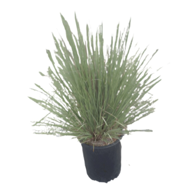 Muhlenbergia Capillaris Pink Plant Irvine Plumetastic Pink Muhly Grass Perennial 1 Gallon Live Plant Outdoor Plant Grass Ht7