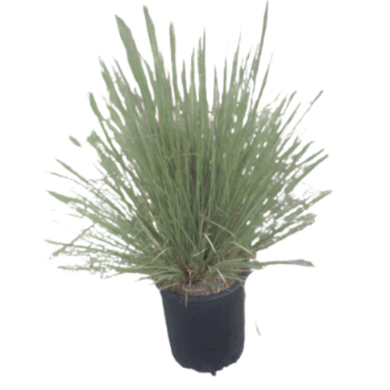 Muhlenbergia Regal Mist 1 Gallon Pink Muhlenbergia Capillaris Regal Mist Grass 1 Gallon Pink Muhly Grass Cotton Candy Ht7