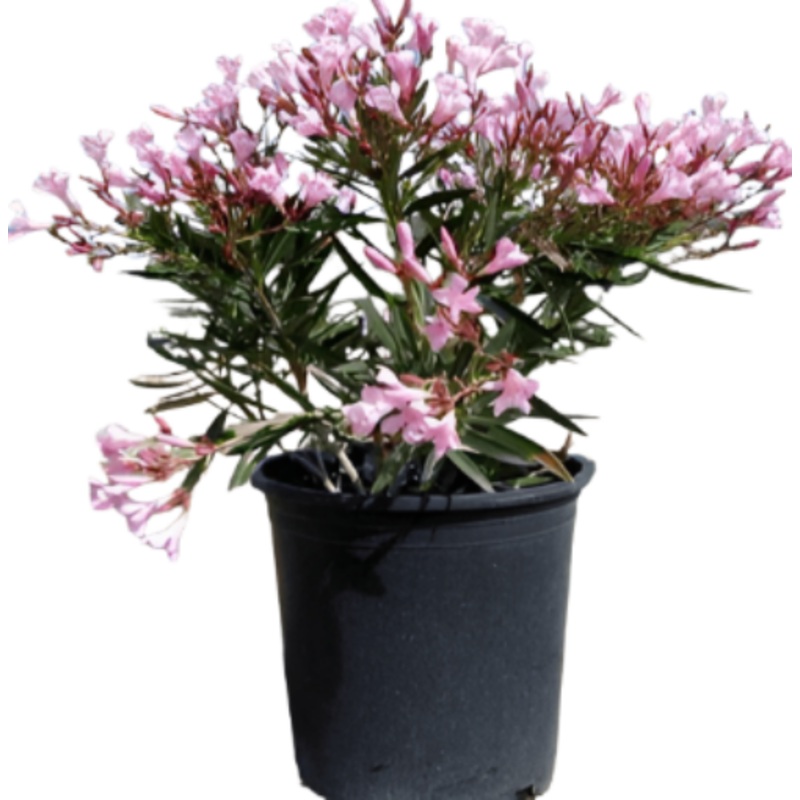 Nerium Oleander Pink Beauty Bush 5 Gallon Double Plant Live Plant Mrht7