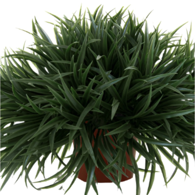 Ophiopogon Japonica 1 Gallon Mondo Grass Dwarf Plant Japonicus Nana Request Liv