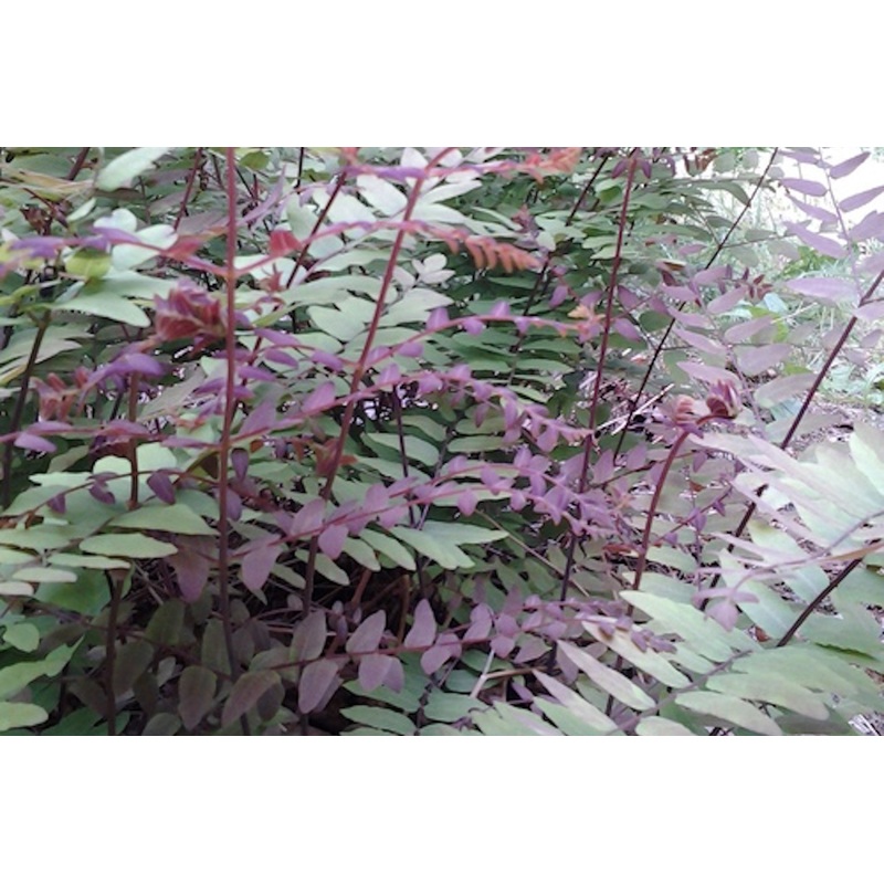 Osmunda regalis ‘Purpurascens’
