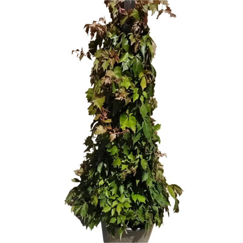 Parthenocissus Tricuspidata 5 Gallon Vine Climbing Boston Ivy Grape Ivy Japanese Hexane Leaves Wall Covering Ivy Live Plant Ht7