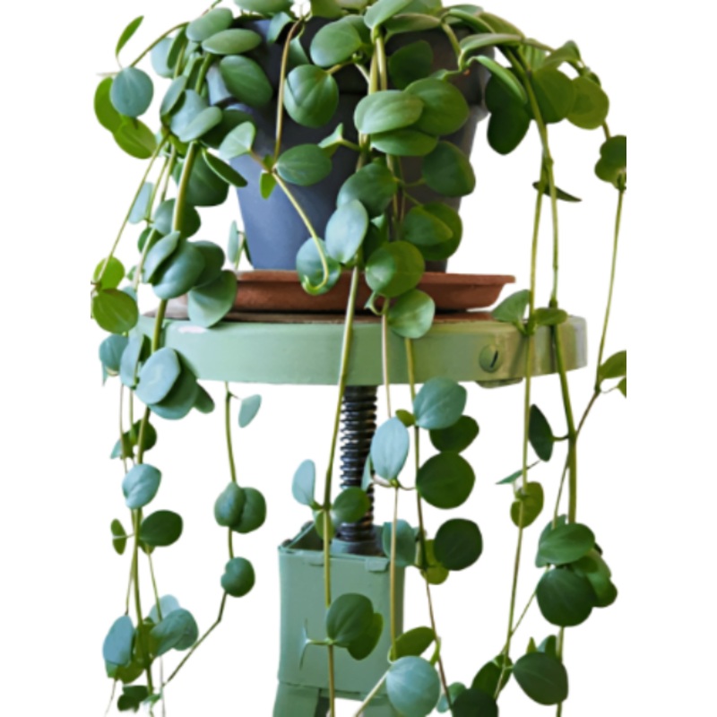 Peperomia Hope String Of Coin Hard Leaves Trailing Jade Peperomia Plant 1 Gallon Ht7 Trailing Peperomia Rotundifolia Ht7 Best