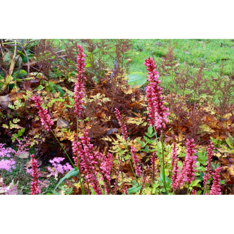 Persicaria ‘Pink Elephant’|Approx. 0.5 litre pot