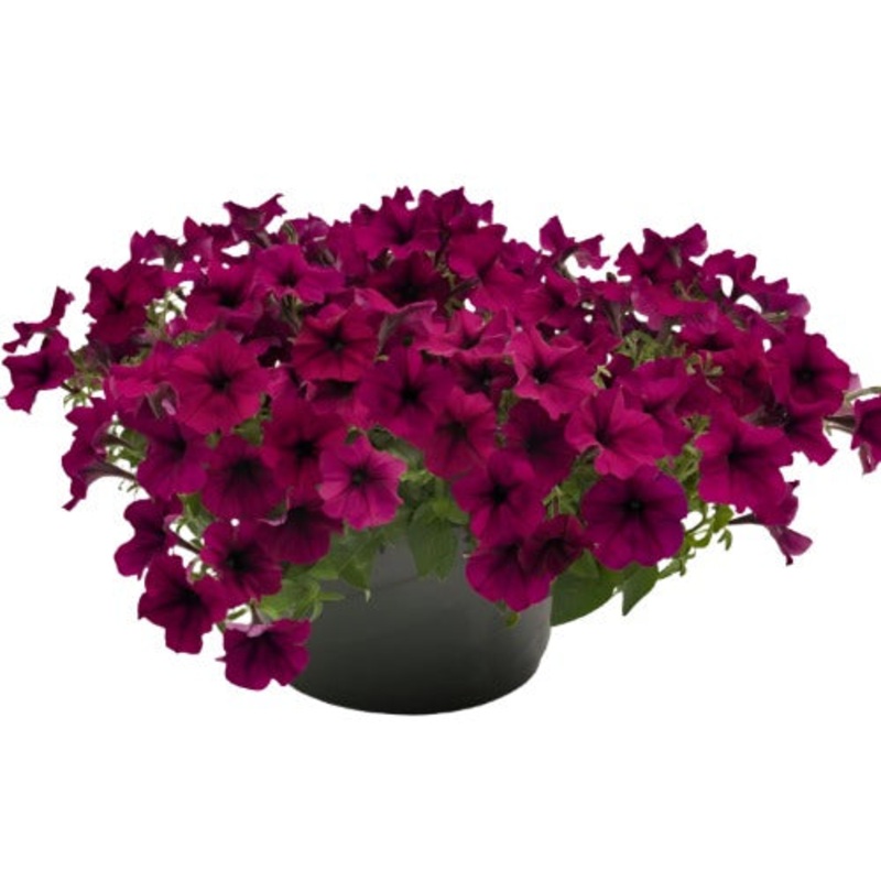 Petunia Sky Burgandy 10Inches Pot Live Plant Vine Plant Sky Burgundy Petunia Headliner Starry Burgundy Sky Petun