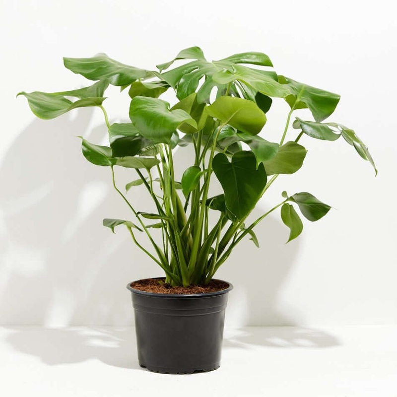 Philodendron Split Leaf 1 Gallon Ht7 Tree Split Leaf Plant Splitleaf Philodendron Plant Monstera Deliciosa Plant Houseplant Ht7 Best