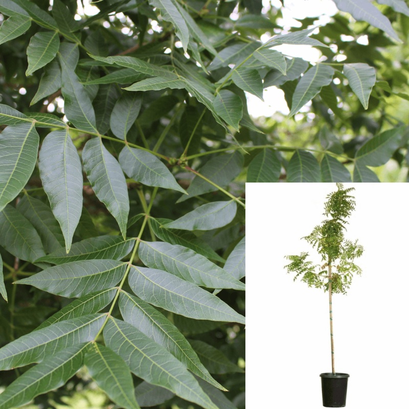 Pistacia Chinensis 5 Gallon Chinese Pistache Tree Chinese Pistachio Outdoor Live Plant