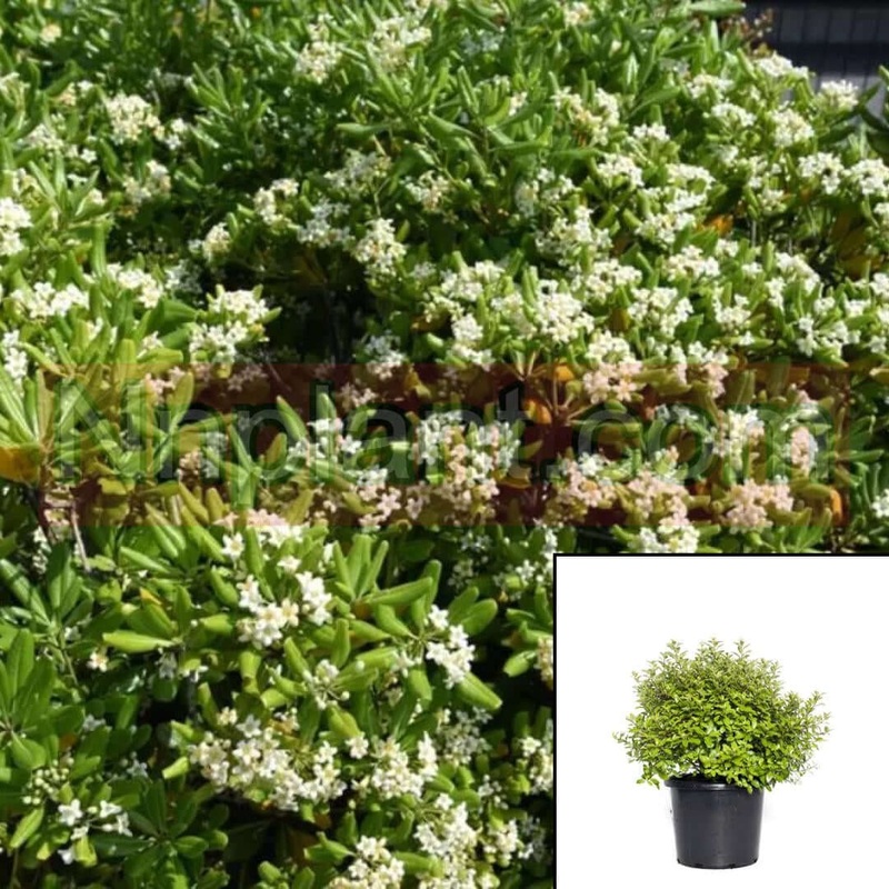 Pittosporum Ten Elfin 5 Gallon Pittosporum Elfin Elfin Kohuhu 5 Gallon Live Plant Pittosporum Tenuifoli Ht7