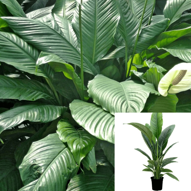 Premium Peace Lilypathiphyllum Plant Rare Peace Lilypathiphyllum Indoor Feet Tall 5 Gallon Live Plant Ht7 Best