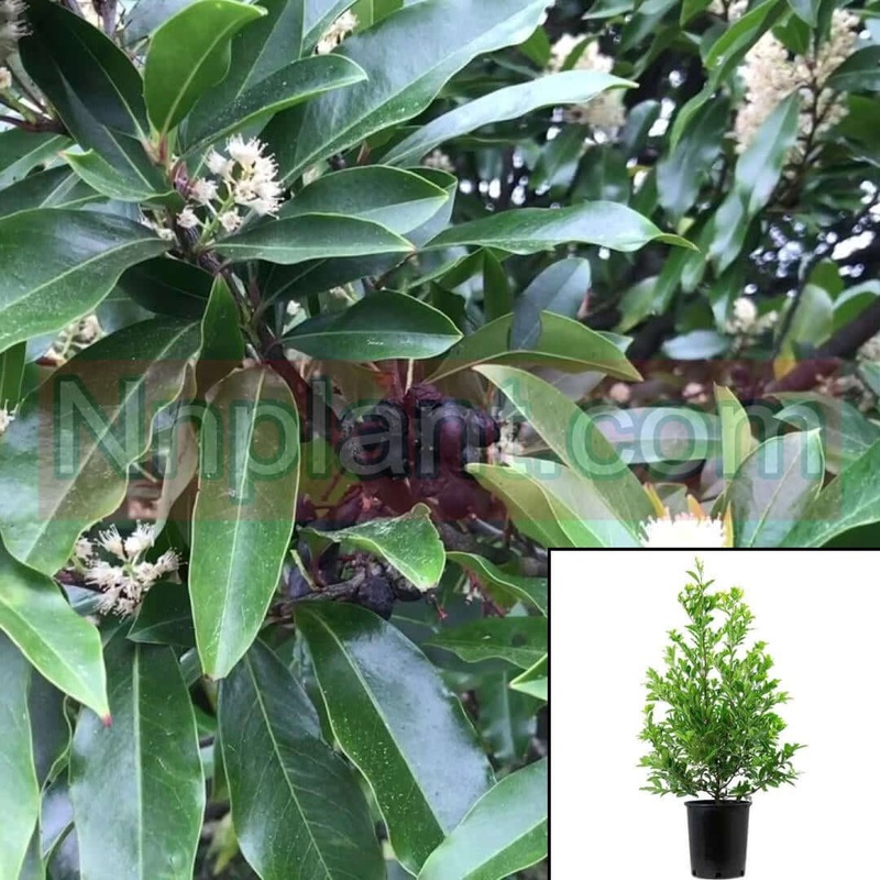 Prunus Car Compacta 5 Gallon Plant Carol Caroliniana Cherry Laurel Grown