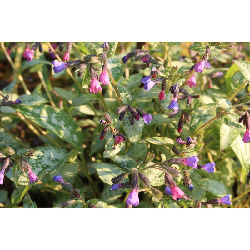Pulmonaria ‘Majest’|Approx. 0.5 litre pot