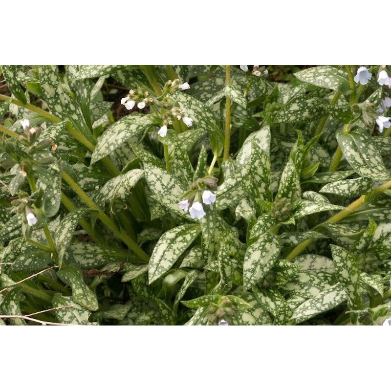 Pulmonaria officinalis ‘White Wings’