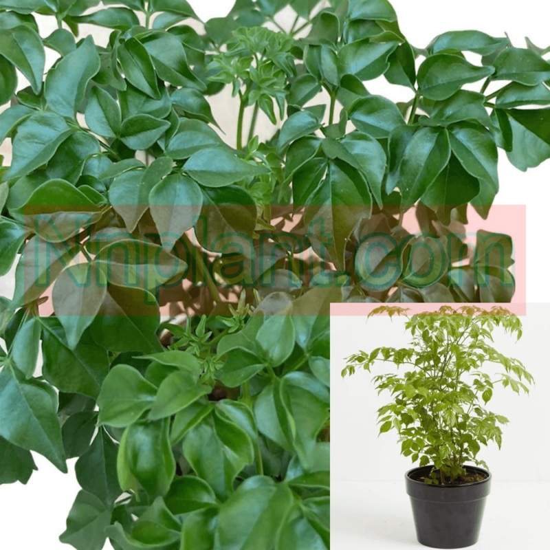 Radermachera China Dolltree Plant 14-16Inches 1 Gallon Pot Plant Radermachera Sinica China Live House Live Plant Ht7